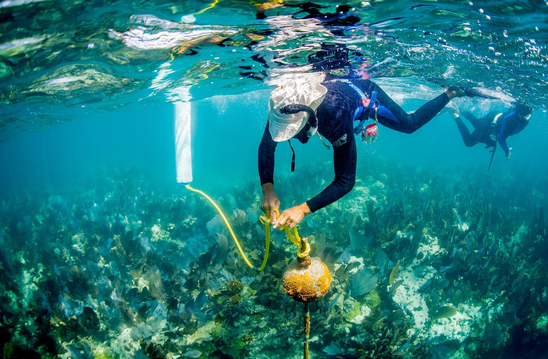 A snorkeller securing a mooring buoy line above a coral reef in Florida Keys National Marine Sanctuary.